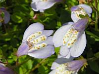 Mazus Reptans (fam. Scrophulariacees) (Himalaya) (3) (Photo F. Mrugala)